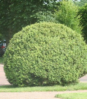 Buxus Sempervirens / Buis Commun
