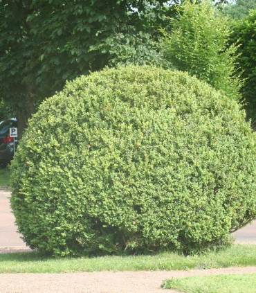 Buxus Sempervirens / Buis Commun