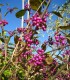 Callicarpa Bodinieri Profusion