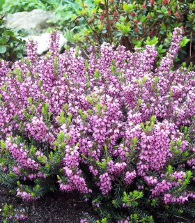 Calluna / Erica Été Rose / Bruyere D'Ete Rose