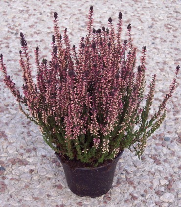 Calluna / Erica Été Rouge / Bruyere D'Ete Rouge