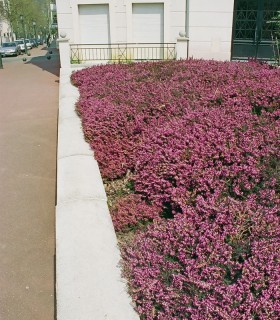 Calluna / Erica Été Rouge / Bruyere D'Ete Rouge