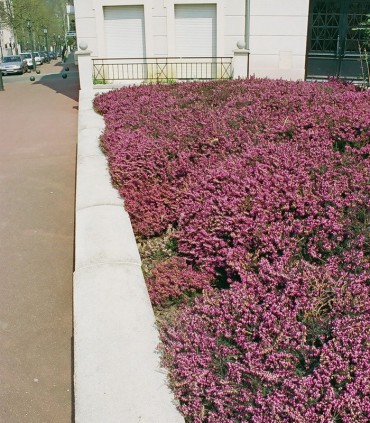 Calluna / Erica Été Rouge / Bruyere D'Ete Rouge