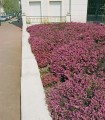 Calluna Été Rouge / Bruyere D'Ete Rouge