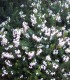 Calluna / Erica Hiver Blanche / Bruyere D'Hiver Blanche