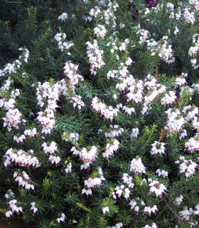 Calluna / Erica Hiver Blanche / Bruyere D'Hiver Blanche