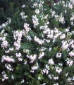 Erica Hiver Blanche / Bruyere D'Hiver Blanche