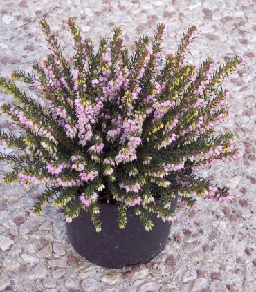 Calluna / Erica Hiver Rose / Bruyere D'Hiver Rose