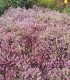 Calluna / Erica Hiver Rose / Bruyere D'Hiver Rose