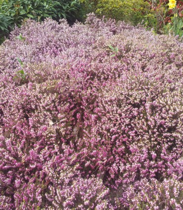 Calluna / Erica Hiver Rose / Bruyere D'Hiver Rose