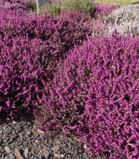 Calluna / Erica Hiver Rouge / Bruyere D'Hiver Rouge