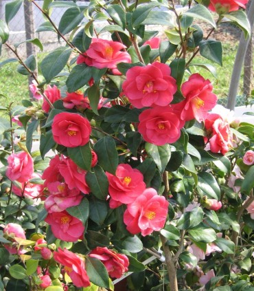 Camellia Japonica Rouge