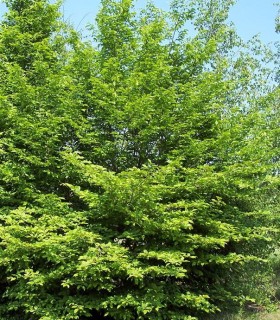 Carpinus Betulus / Charme Commun, Charmille