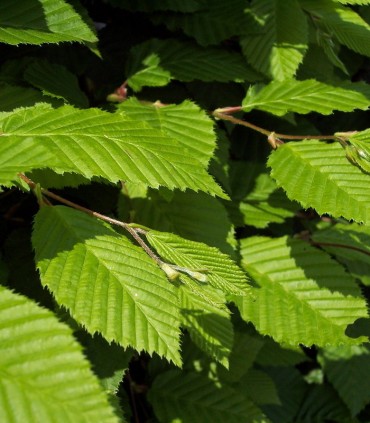 Carpinus Betulus / Charme Commun, Charmille