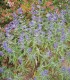 Caryopteris Clandonensis Heavenly Blue