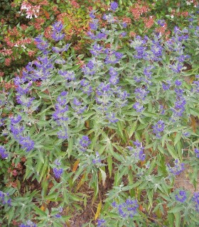 Caryopteris Clandonensis Heavenly Blue