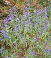 Caryopteris Clandonensis Heavenly Blue