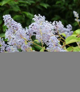 Ceanothus Del. Gloire de Versailles / Ceanothe Gloire de Versailles
