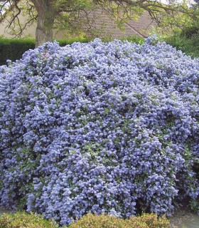 Ceanothus Thyrsiflorus Repens / Ceanothe Thyrsyflorus Repens