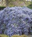 Ceanothus Thyrsiflorus Repens / Ceanothe Thyrsyflorus Repens