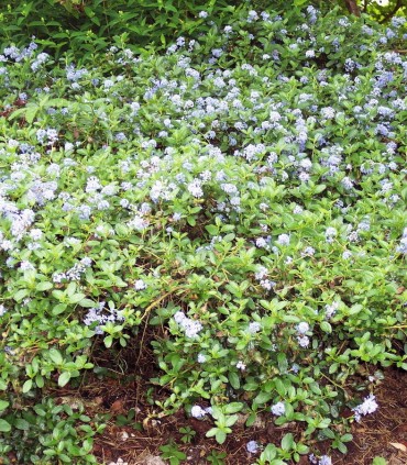 Ceanothus Thyrsiflorus Repens / Ceanothe Thyrsyflorus Repens