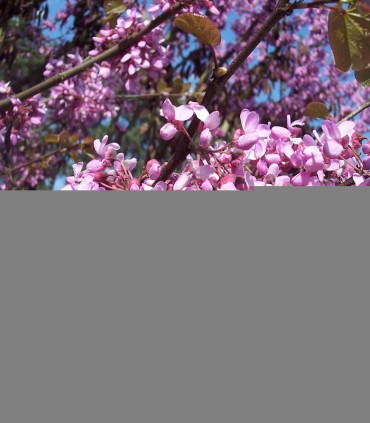 Cercis Siliquastrum / Arbre de Judée