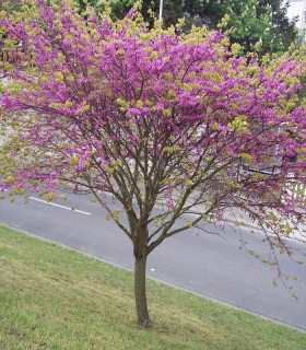 Cercis Siliquastrum / Arbre de Judée