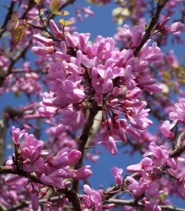 Cercis Siliquastrum / Arbre de Judée