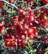 Chaenomeles Sup. Crimson And Gold / Cognassier Du Japon Crimson Gold