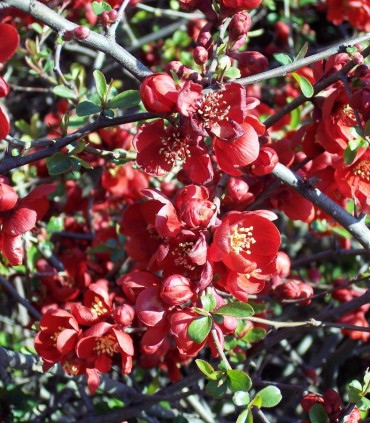 Chaenomeles Sup. Crimson And Gold / Cognassier Du Japon Crimson Gold