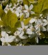 Choisya Ternata Sundance / Oranger Du Mexique Sundance