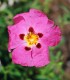 Cistus Purpureus / Ciste Pourpre