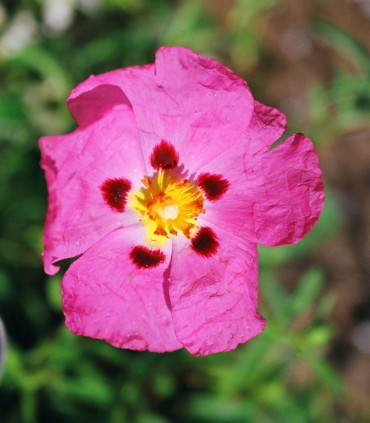 Cistus Purpureus / Ciste Pourpre