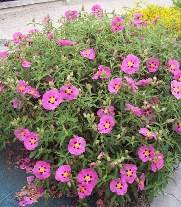 Cistus Purpureus / Ciste Pourpre