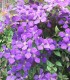 Clematis Jackmanii / Clematite Jackmani