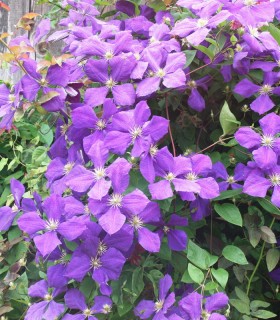 Clematis Jackmanii / Clematite Jackmani