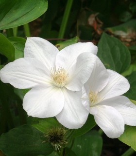 Clematis Madame Lecoultre / Clematite Mme Lecoultre