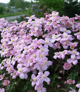 Clematis Montana Tetrarose / Clematite Montana Tetrarose