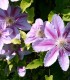 Clematis Nelly Moser / Clematite Nelly Moser