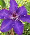Clematis The President / Clematite The President