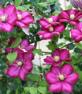 Clematis Ville de Lyon / Clematite Ville de Lyon