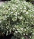 Cornus Alba Elegantissima /Cornouiller Panache