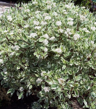 Cornus Alba Elegantissima /Cornouiller Panache