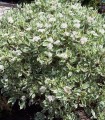 Cornus Alba Elegantissima /Cornouiller Panache