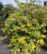 Cornus Alba Gouchaultii / Cornouiller Gouchaultii