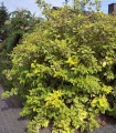 Cornus Alba Gouchaultii / Cornouiller Gouchaultii
