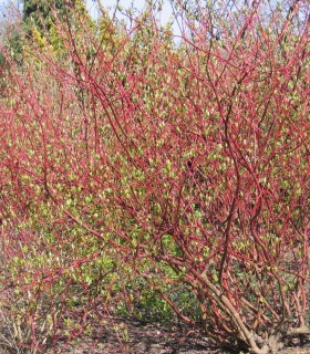 Cornus Alba Sibirica / Cornouiller Sibirica