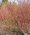 Cornus Alba Sibirica / Cornouiller Sibirica