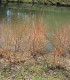 Cornus San. Midwinter Fire / Cornouiller Mindwinter Fire