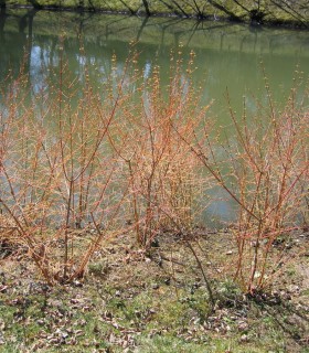 Cornus San. Midwinter Fire / Cornouiller Mindwinter Fire